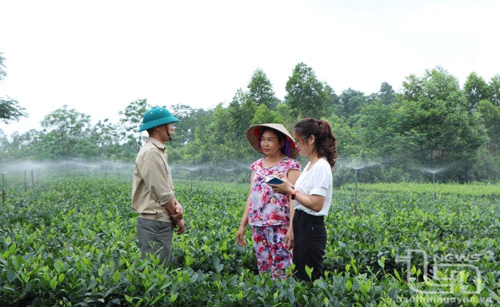 TP. Phổ Yên hiện có gần 400ha chè được lắp đặt hệ thống tưới nước tiết kiệm, giúp giảm hao phí nước, đồng thời bảo vệ nguồn nước ngầm và nước bề mặt.