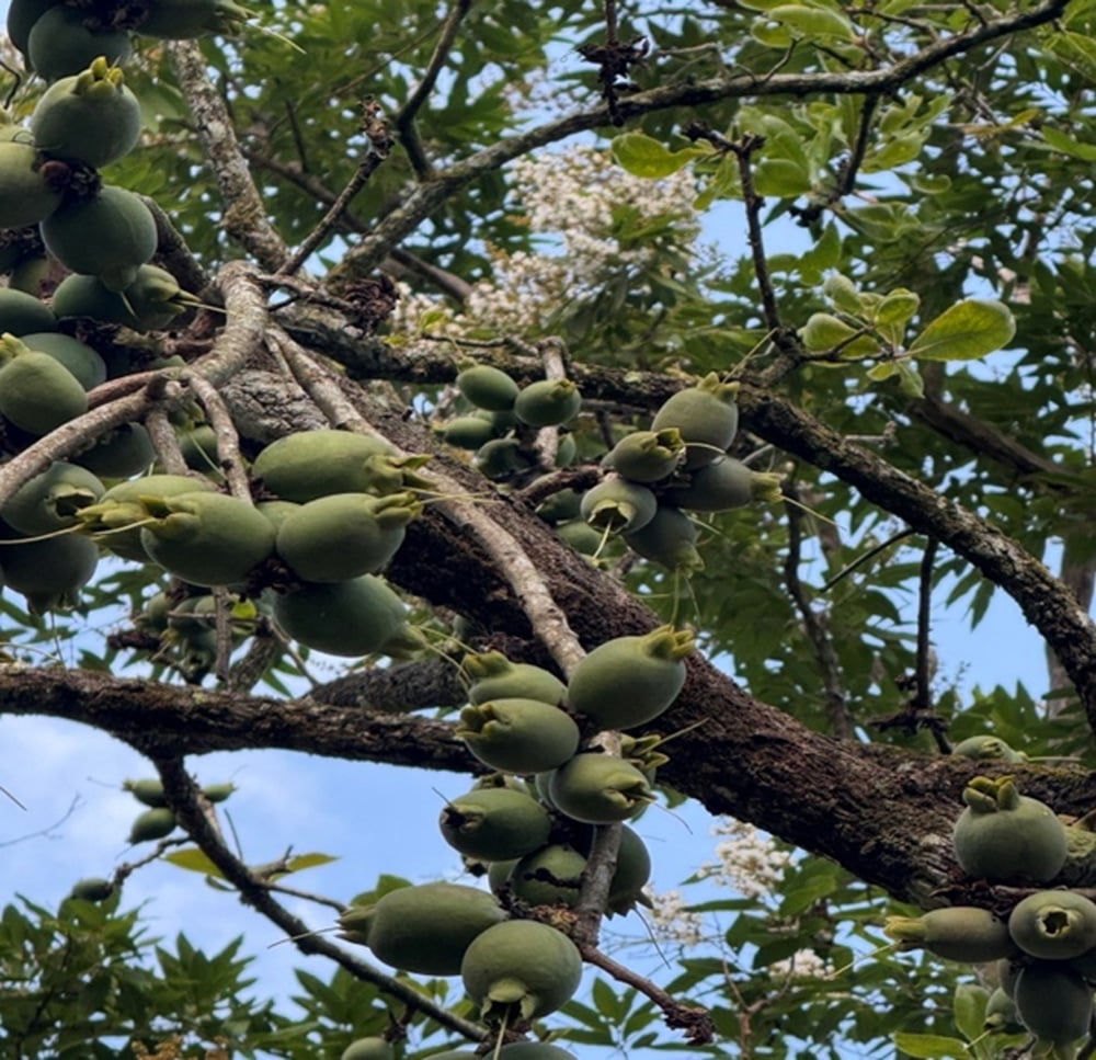 Cây Careta arborea