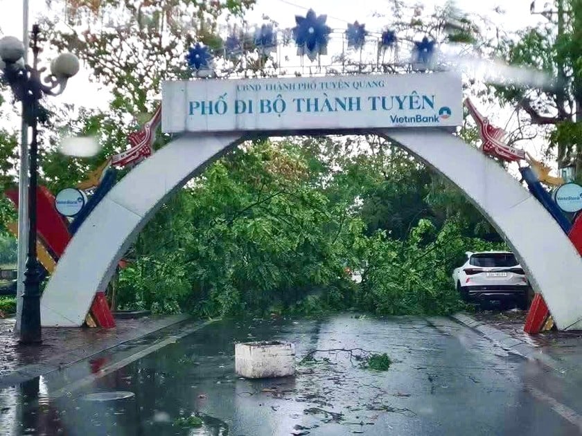 Nhiều cây cổ thụ bị gãy đổ trên tuyến phố đi bộ tại TP Tuyên Quang.