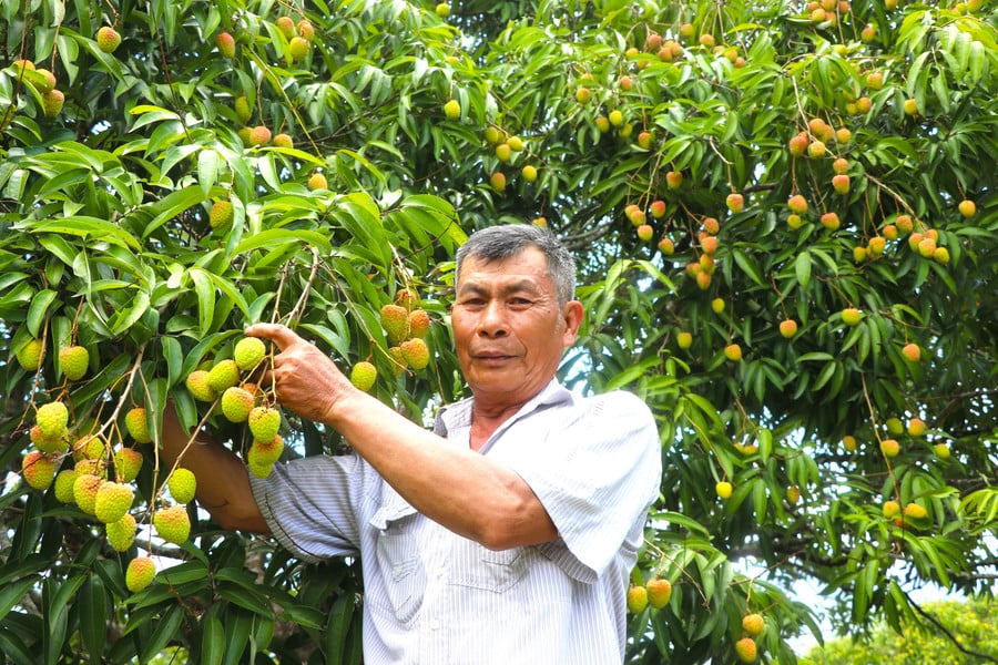 nam-nay-vuon-vai-co-the-dem-lai-loi-nhuan-cho-ong-nguyen-xuan-hoang-to-3-thi-tran-kbang-hon-300-trieu-dong-anh-ngoc-minh.jpg