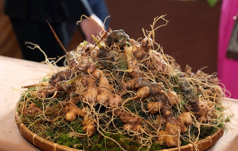 Phát triển 'thủ phủ sâm Ngọc Linh' thành trung tâm công nghiệp dược liệu- Ảnh 6.