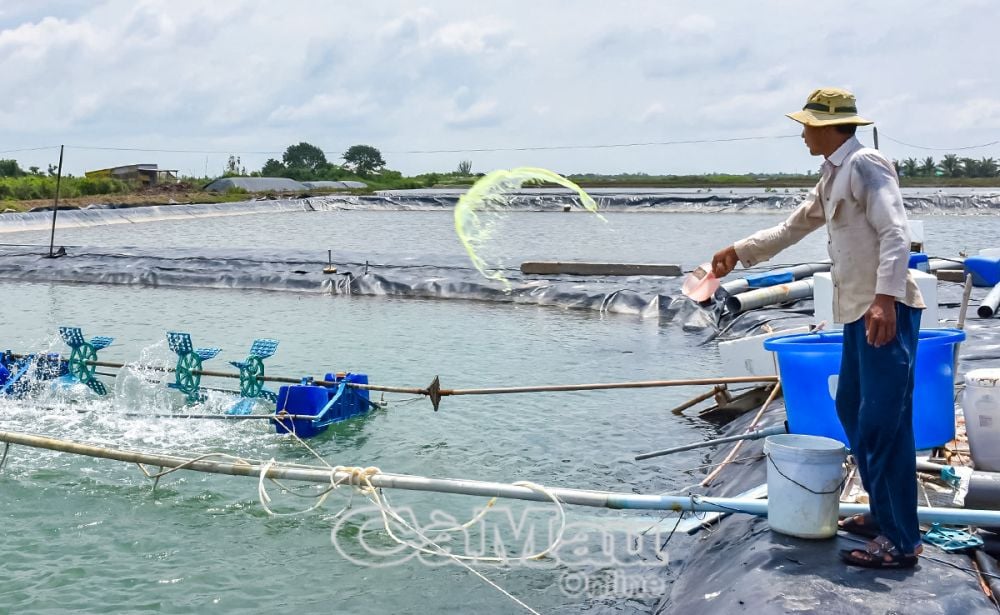 Nông dân sử dụng thuốc thú y thuỷ sản phục vụ nuôi tôm.