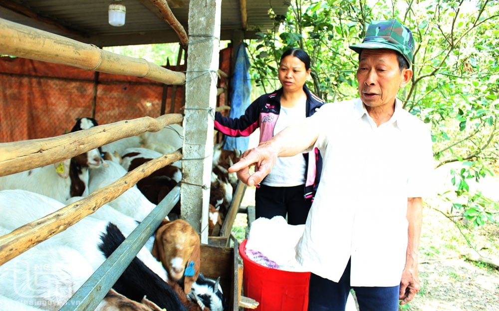 Thành viên Hợp tác xã thương mại và dịch vụ nông nghiệp Tân Long chia sẻ kiến thức chăm sóc, phòng trị bệnh cho đàn dê.