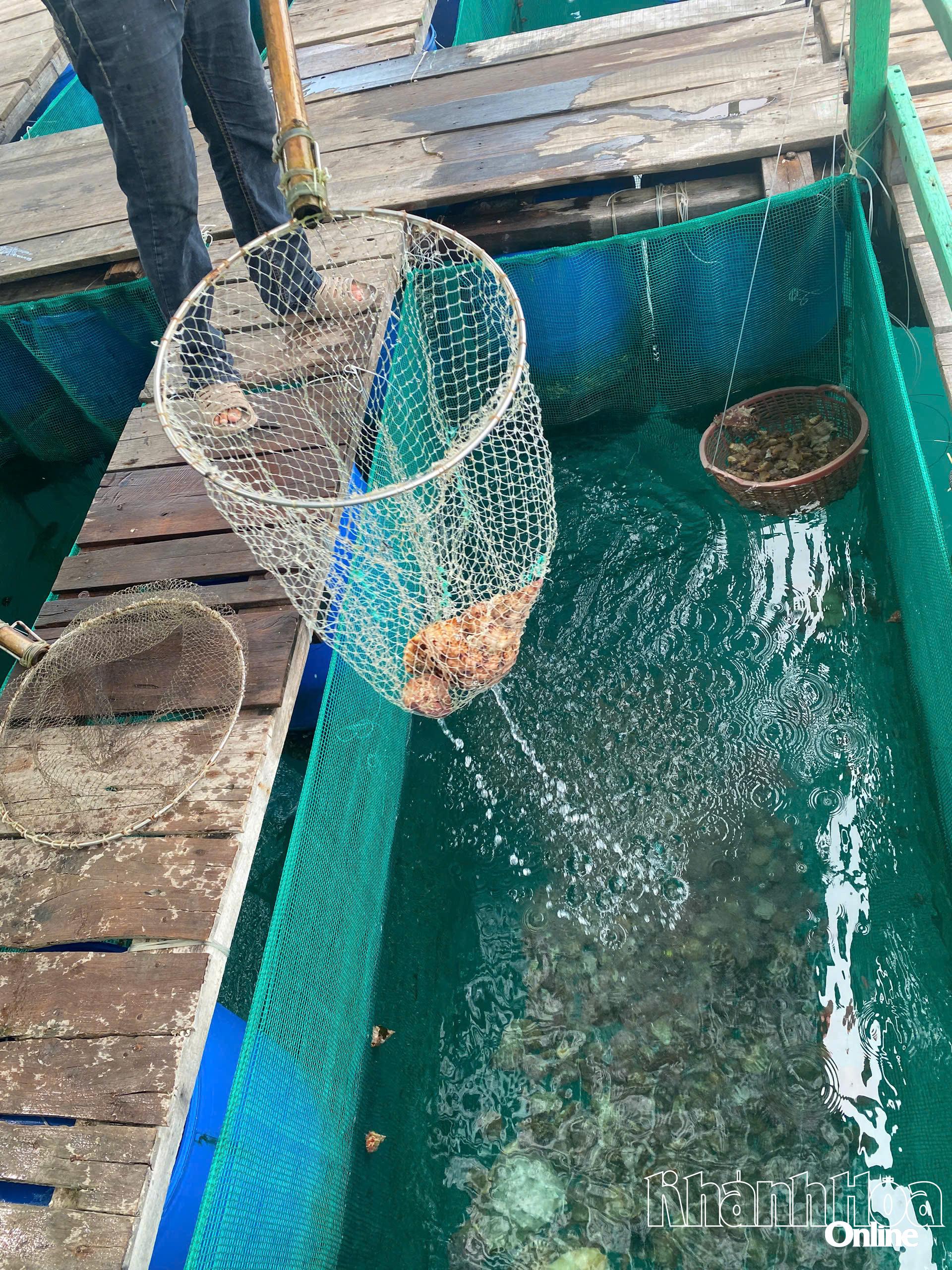 Ốc tù và được đưa lên và thả về với biển.