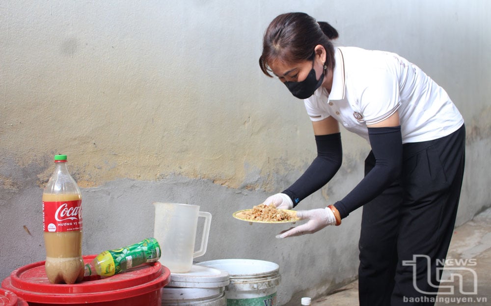 Chị Phạm Thị Thơm (ở Làng nghề chè truyền thống xóm Lầy 5, xã Minh Đức, TP. Phổ Yên) sử dụng một số nguyên liệu như tỏi, ớt, cám gạo, rượu trắng… để tạo ra phân bón hữu cơ, sinh học thảo mộc bón cho chè.