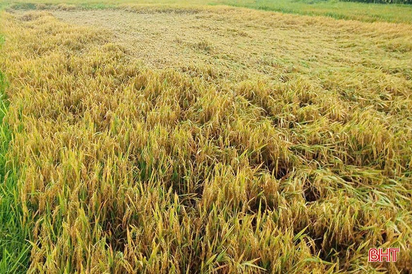 Ngành chuyên môn khuyến cáo bà con nông dân tiến hành thu hoạch sớm diện tích lúa xuân còn lại.