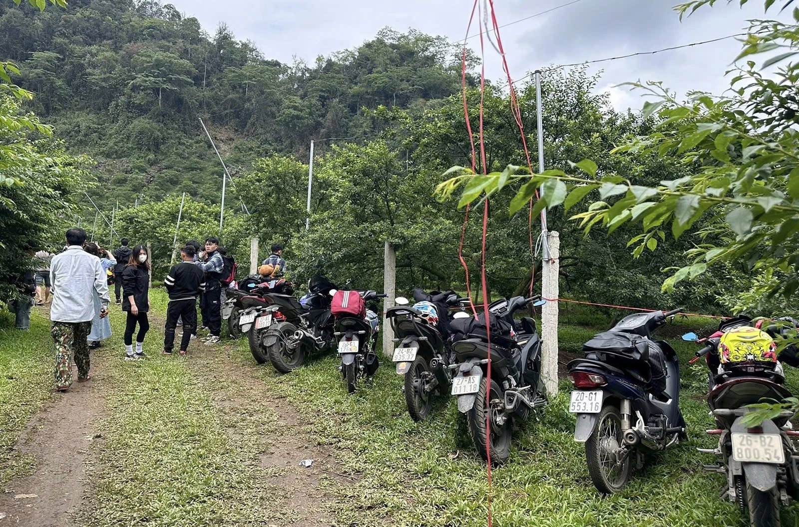 Mộc Châu vào mùa hái mận