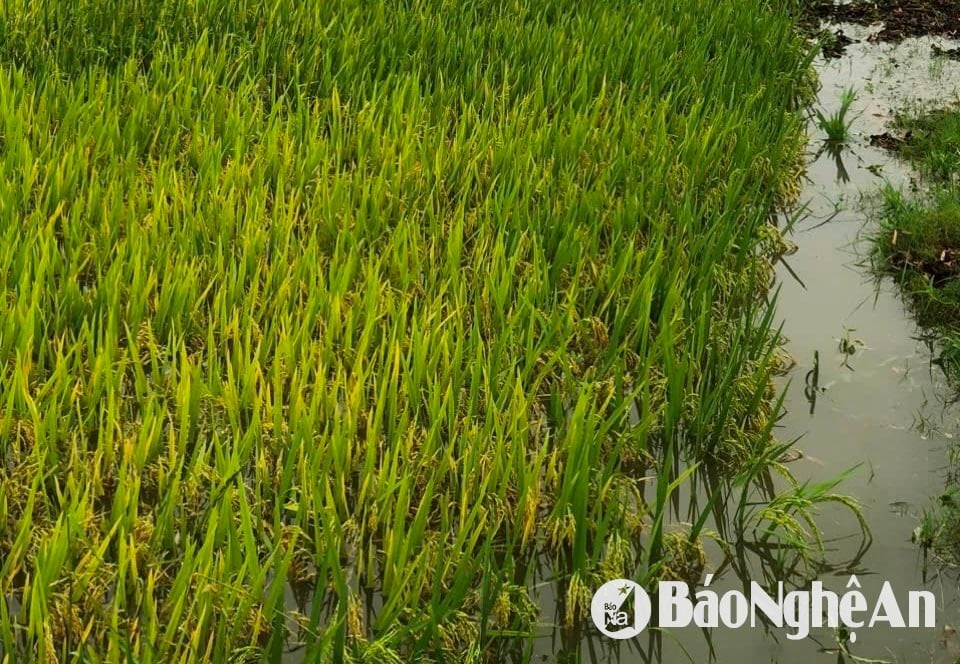 វាលវ៉ាល់