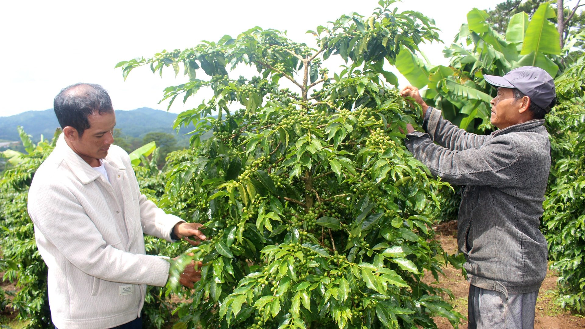 Giá cà phê hôm nay 11/5/2025: Giảm nhẹ cuối tuần