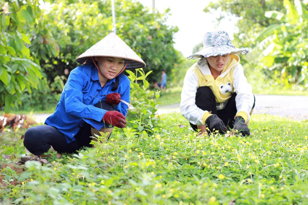 Die Menschen in Hue, Gemeinde Da Lay, kümmern sich um Blumen, um die Dorfstraße zu verschönern.