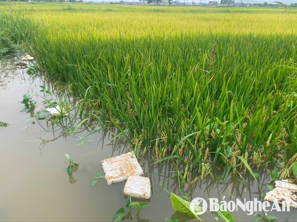 សាលា ២