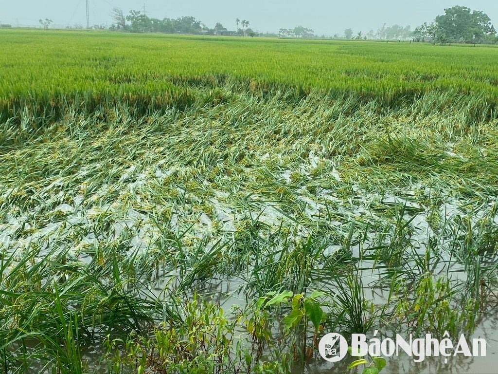 សាលា ១