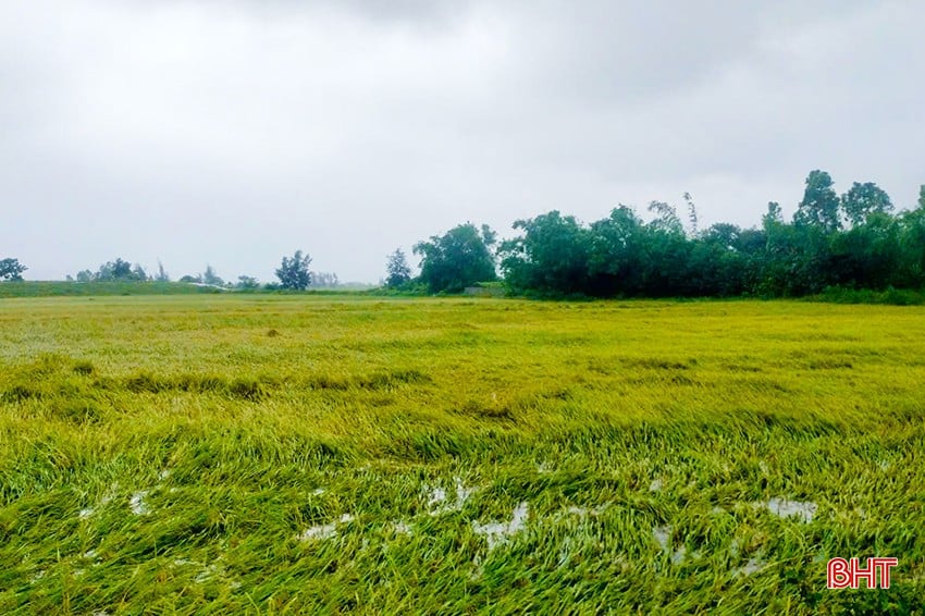 Xã Kỳ Hà có 6,5 ha lúa xuân bị gãy đổ.