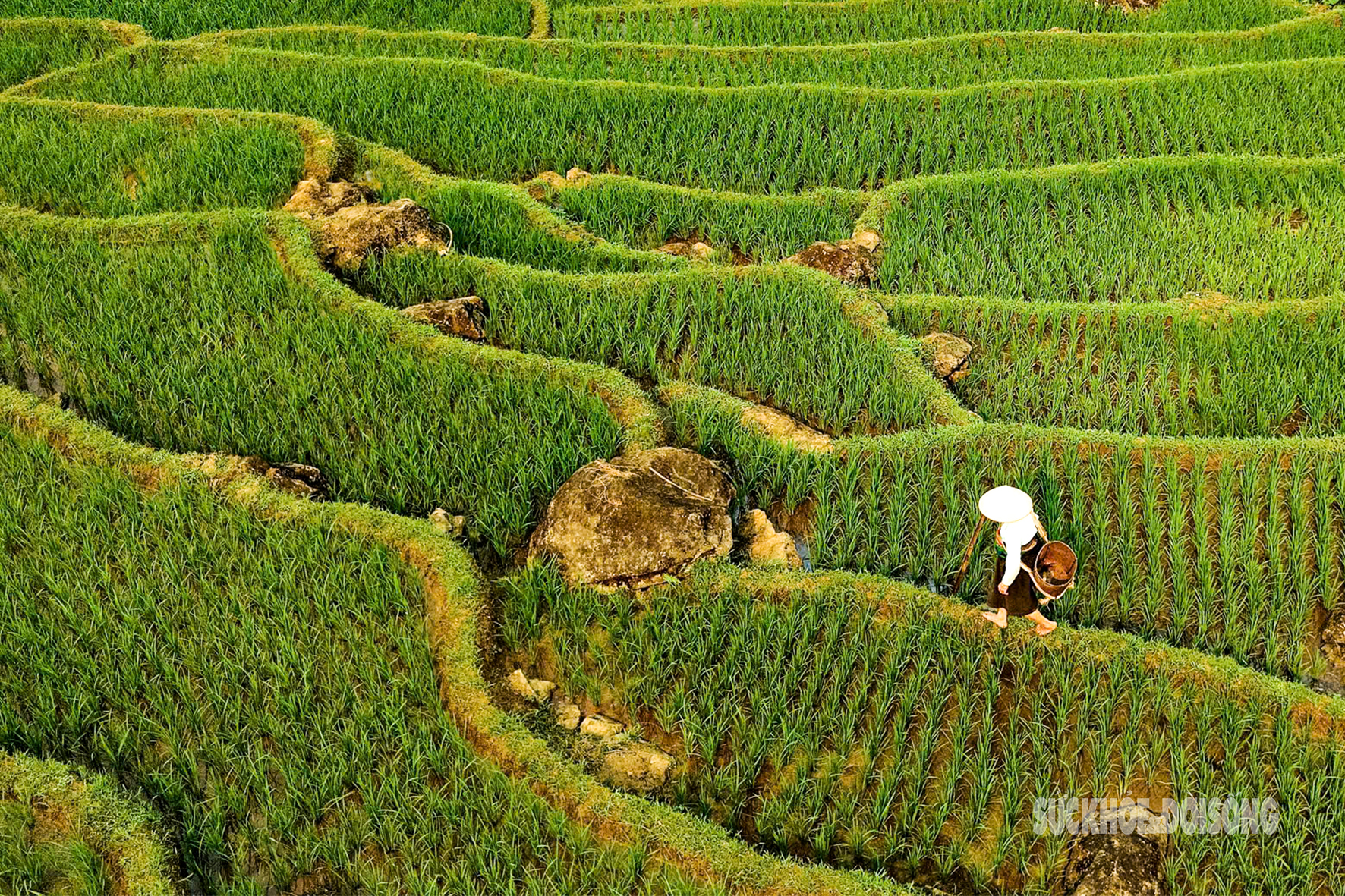 Say đắm sắc xanh mùa lúa non ở Pù Luông