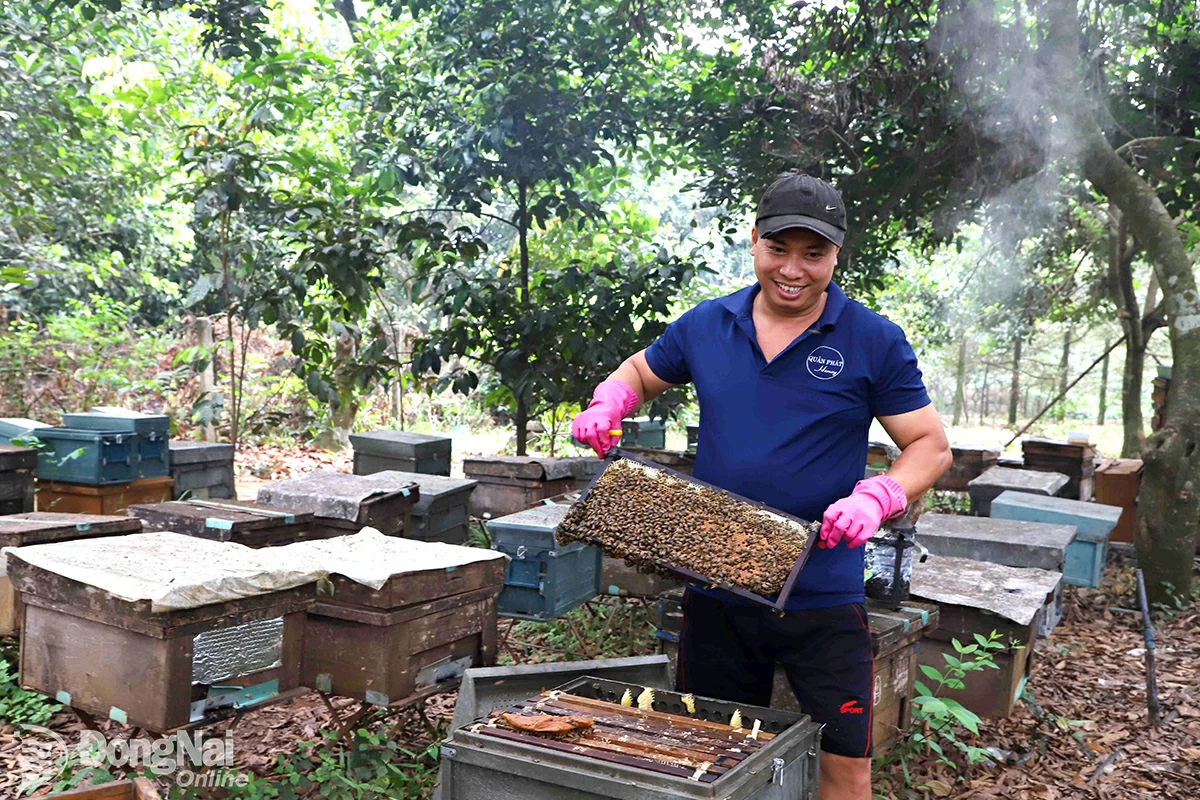 Thu hoạch mật ong tại Cơ sở Mật ong Quân Phát (xã Hưng Lộc, huyện Thống Nhất). Ảnh:B.Nguyên

