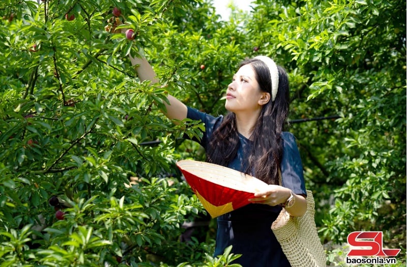 Sơn La phát triển du lịch trở thành ngành kinh tế mũi nhọn - Ảnh 3.