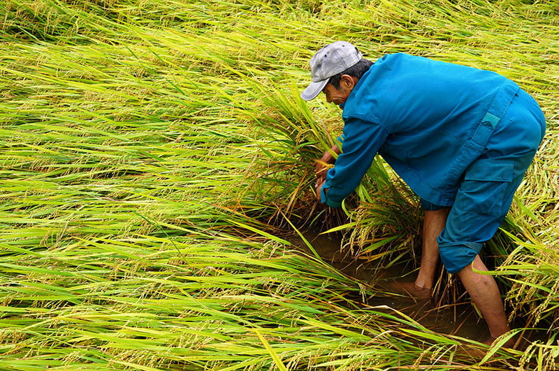 Bà con nông dân phục hồi cây lúa sau ngã đổ