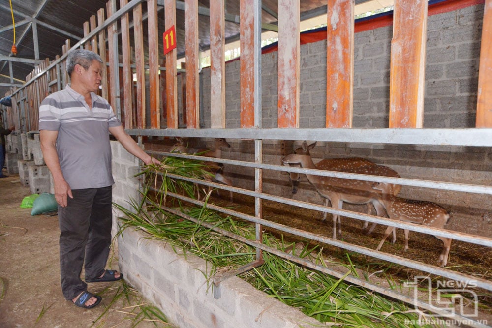 Mr. Ma Van Ha's family is raising 25 deer to exploit velvet antlers and sell baby deer.