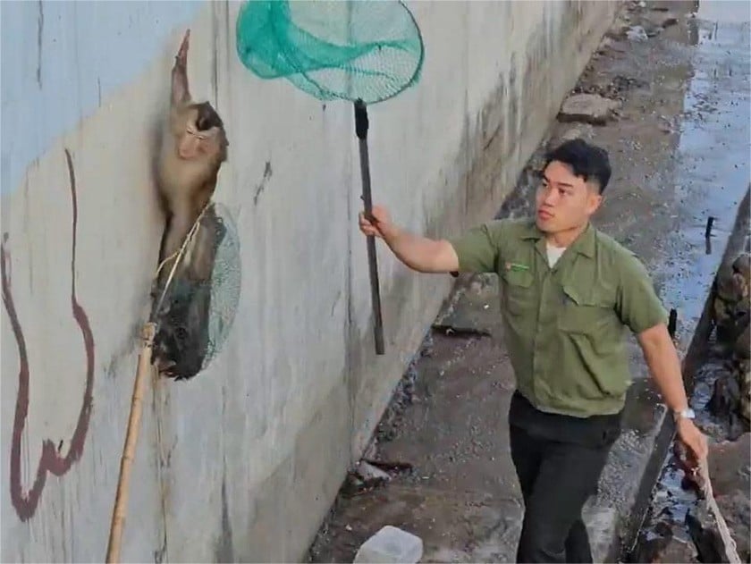 Lực lượng chức năng vây bắt khỉ hung hăng xuống phố.