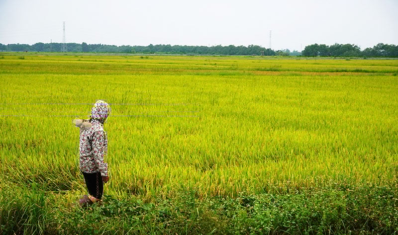  Người dân bơm rút hết nước trong ruộng để sớm thu hoạch.