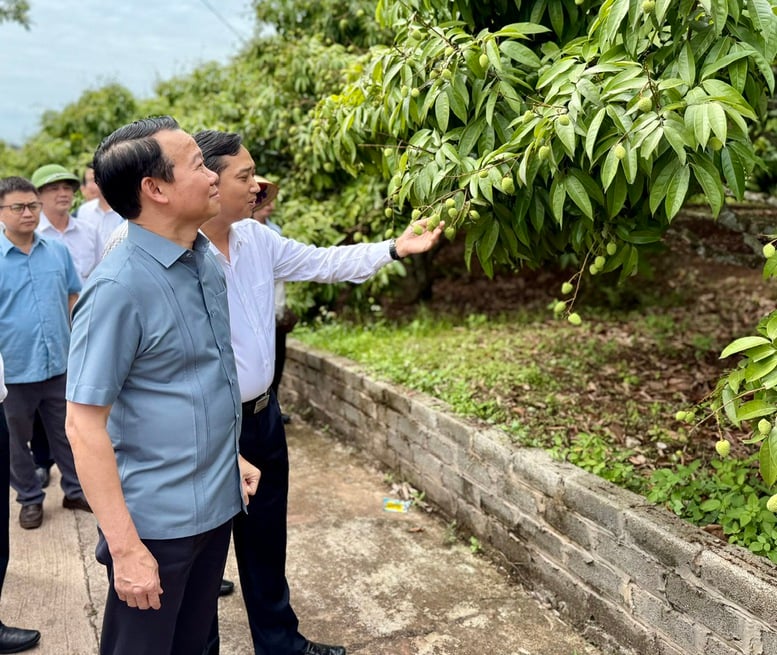 Tăng cường liên kết chuỗi và chế biến nâng cao giá trị quả vải- Ảnh 3.