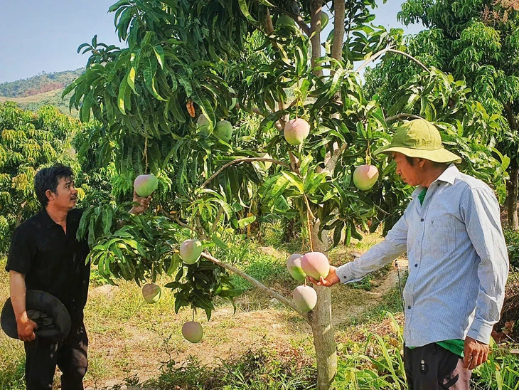 Xoài Úc - Ảnh 1.