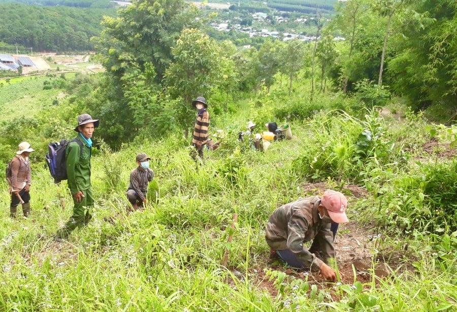 nguoi-dan-trien-khai-trong-rung-tai-lam-phan-thuoc-cac-ban-quan-ly-tren-dia-ban-cac-huyen.jpg