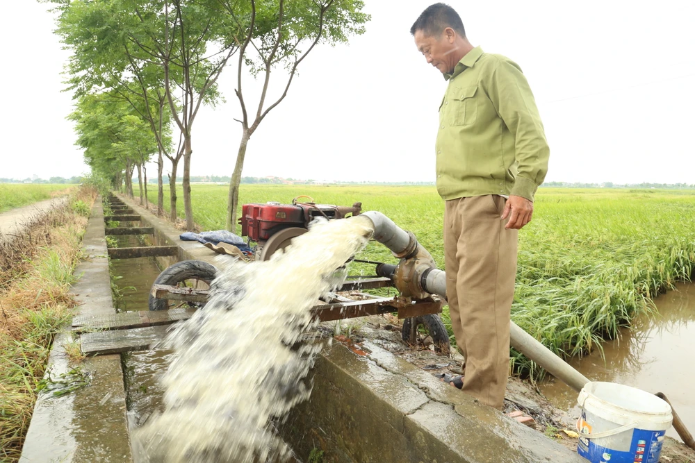 ảnh 2 Người dân ở TP Hà Tĩnh huy động máy bơm rút nước trong ruộng để cứu lúa đổ ngã. Ảnh DƯƠNG QUANG.JPG