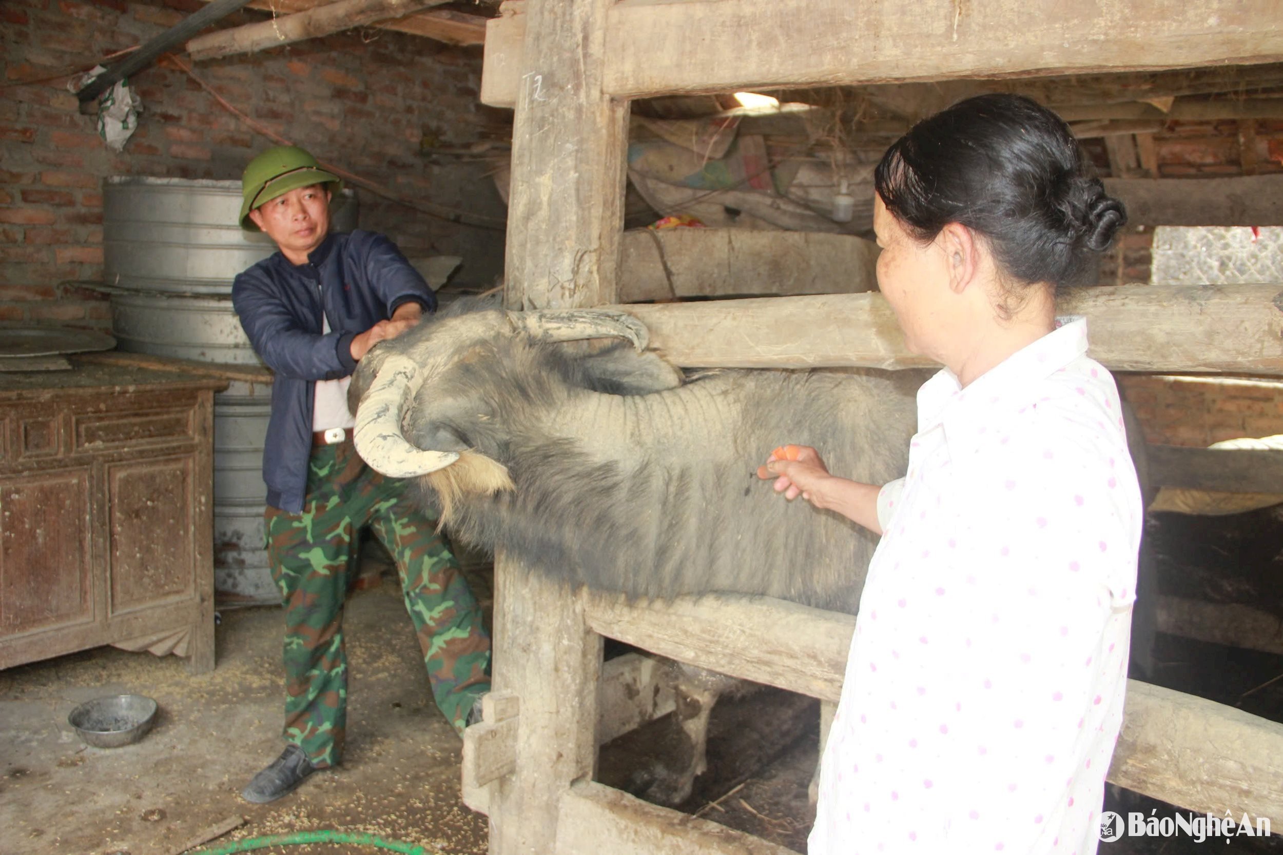 Khi trâu đã được ghì chặt vào cột chuồng, cán bộ thú y mới vào để tiêm vắc xin. Ảnh: Quang An