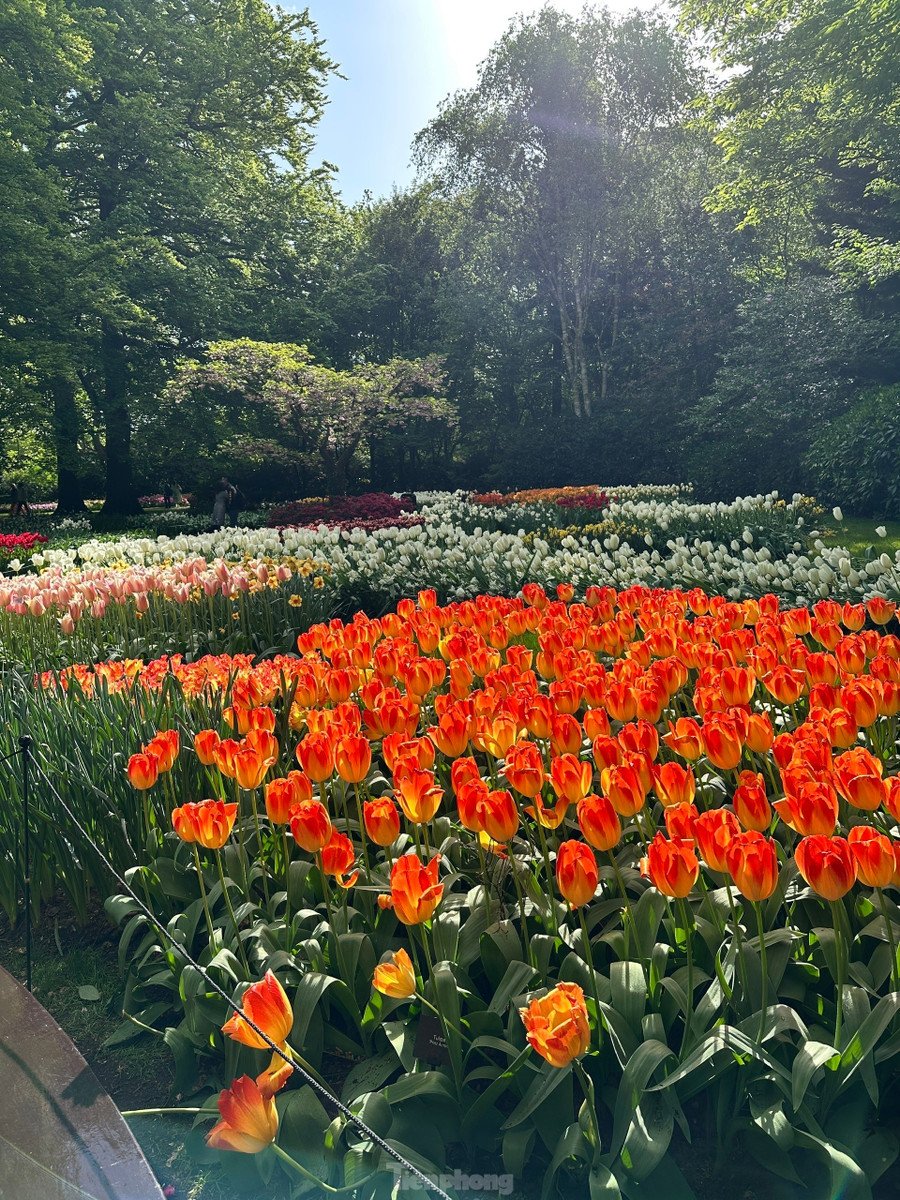 Được mệnh danh là &quot;Vườn châu Âu&quot;, Keukenhof tại Lisse là một trong những vườn hoa lớn nhất thế giới. Với hơn 7 triệu bông hoa tulip, thủy tiên, dạ lan hương và nhiều loài hoa củ khác được trồng tỉ mỉ, Keukenhof mang đến một bản giao hưởng màu sắc và hương thơm khó quên.