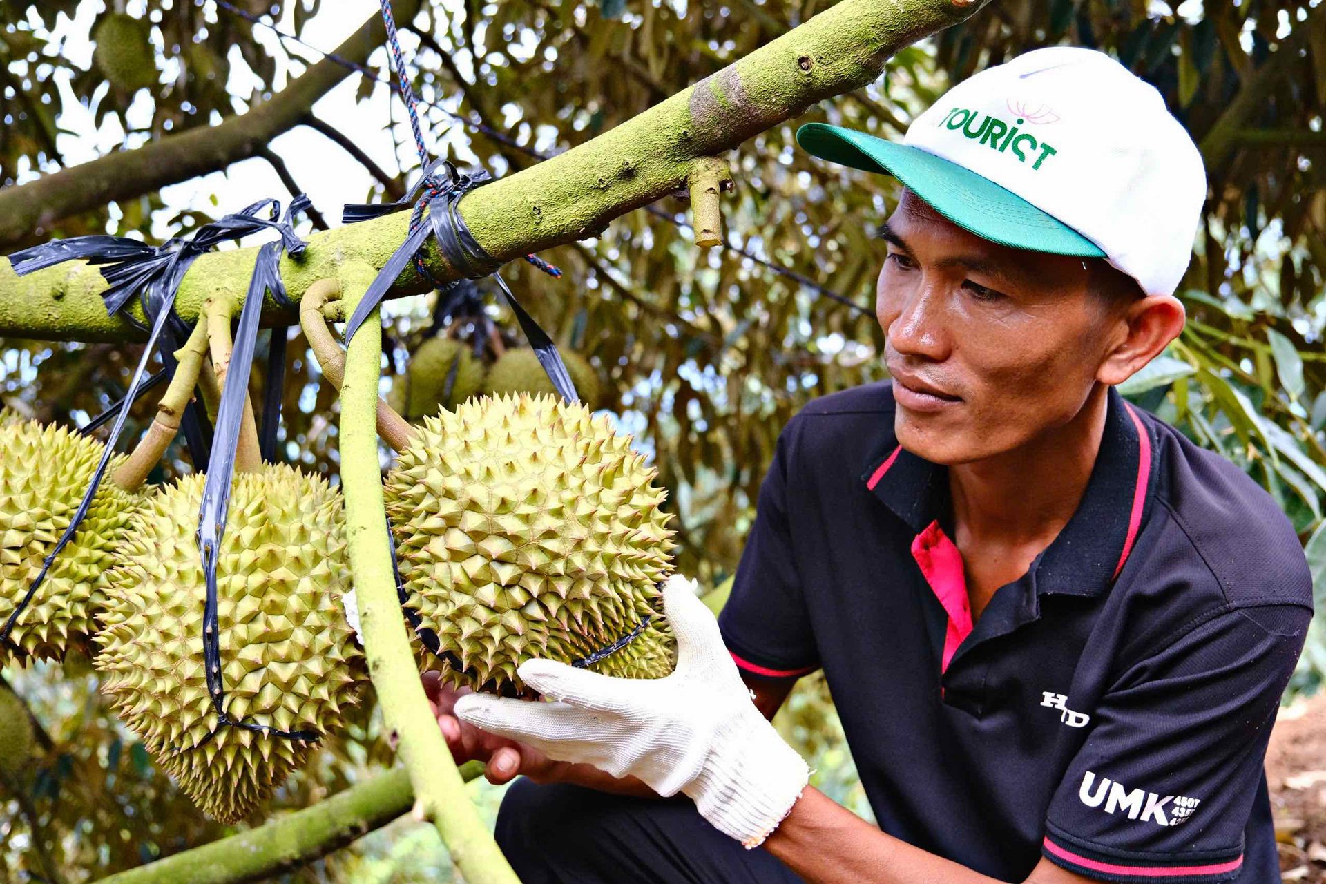 Niên vụ sầu riêng năm 2025 tại Lâm Đồng chuẩn bị bước vào mùa thu hoạch