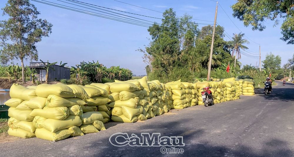 Hiện nay, người dân canh tác nhóm lúa chất lượng cao chiếm khoảng 60-65% diện tích. (Ảnh chụp ngày 20/2/2024).