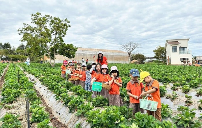 Trải nghiệm hái dâu tại vườn - cách bán hàng mới ở Gia Lai- Ảnh 2.