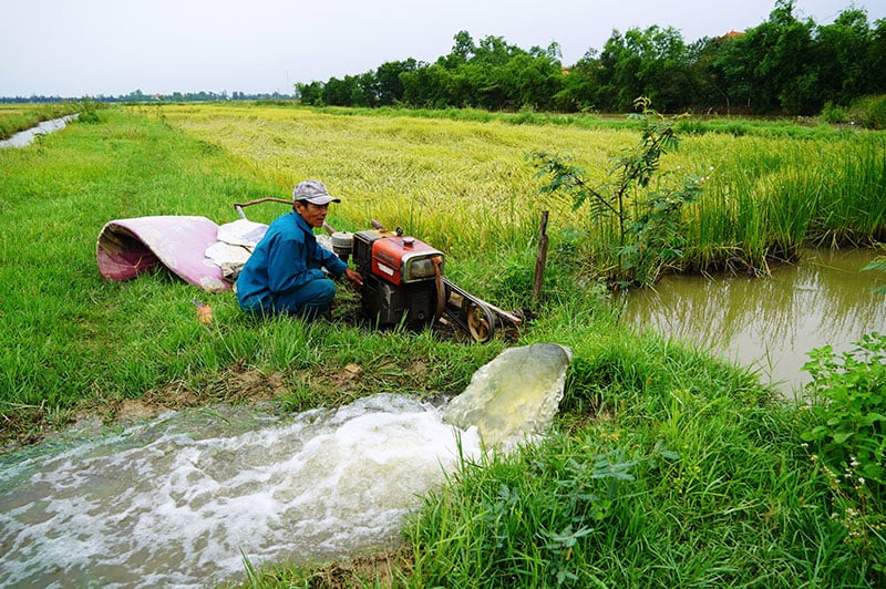 Người dân bơm rút hết nước trong ruộng để sớm thu hoạch.