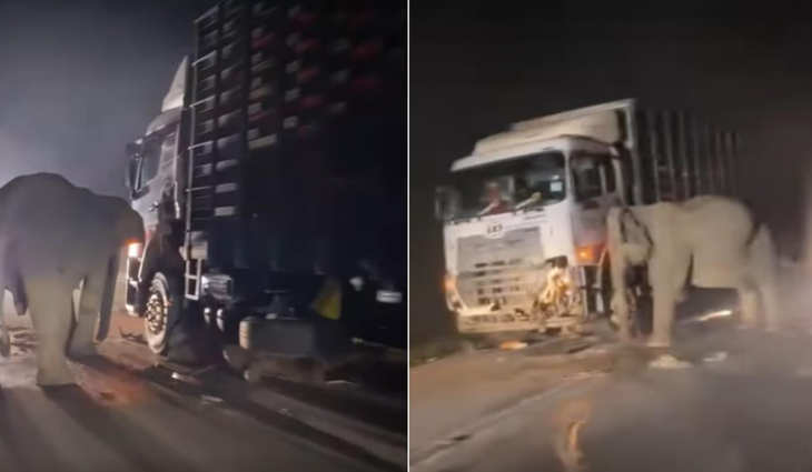 Rớt nước mắt voi con bị xe tải tông chết, voi mẹ hoảng loạn tìm cách cứu không chịu rời đi - Ảnh 1.