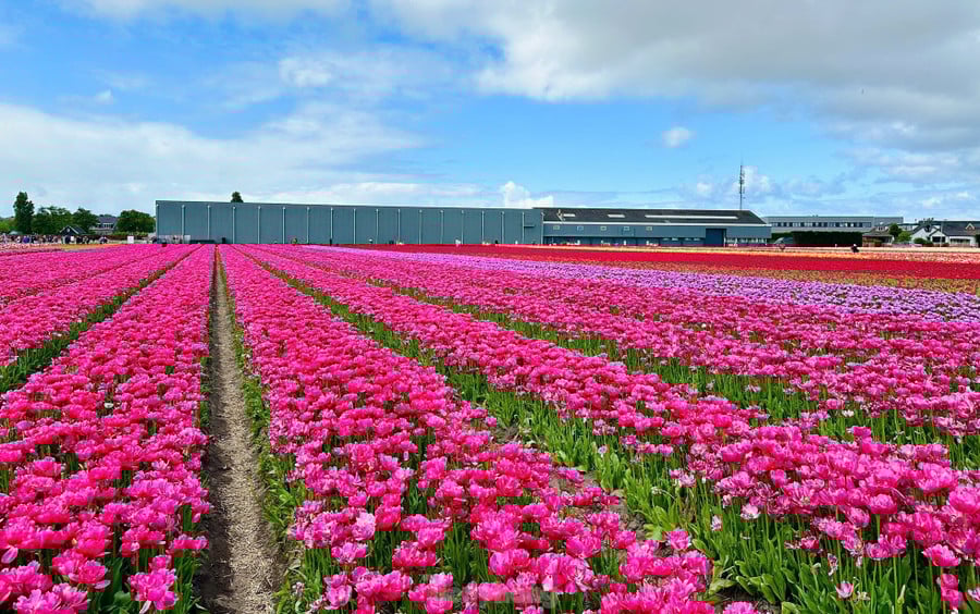 Nằm không quá xa Keukenhof, Tulip Experience Amsterdam mang đến một góc nhìn khác về loài hoa biểu tượng của Hà Lan.