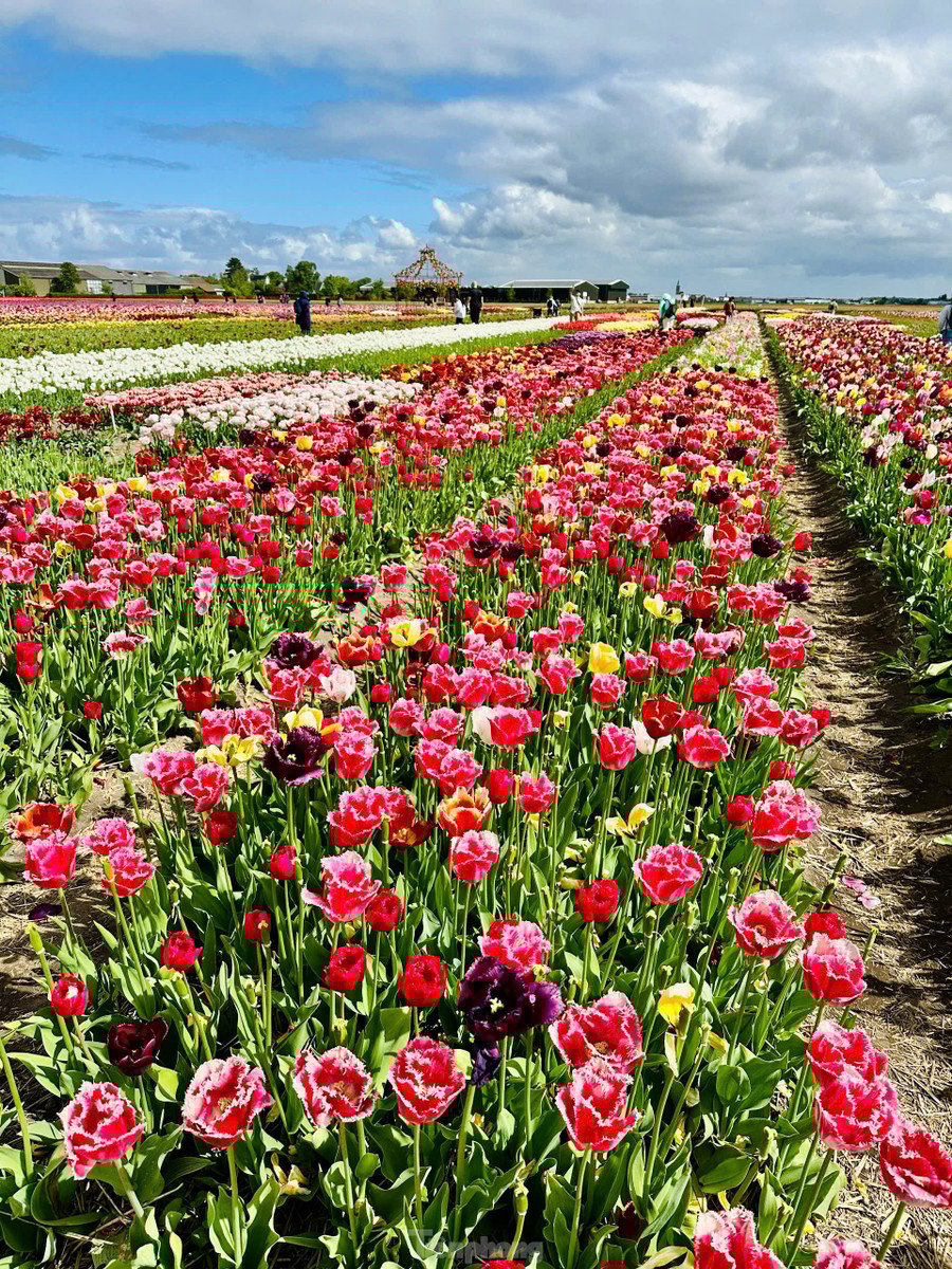 Điểm đến không thể bỏ qua cho những tín đồ hoa tulip chính là vườn hoa Keukenhof trứ danh.
