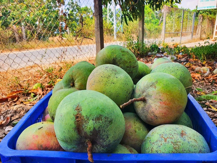 Xoài Úc - Ảnh 2.