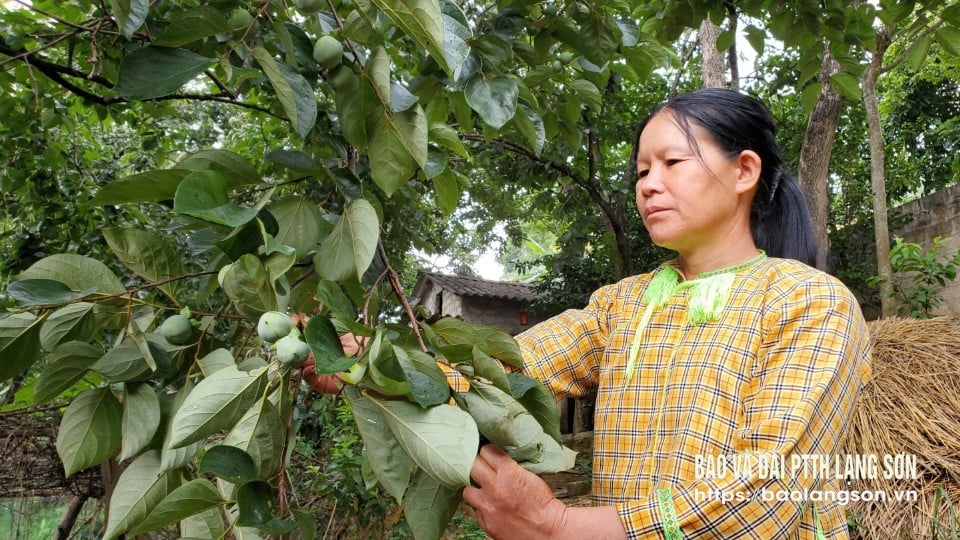 Người dân xã Hoà Cư, huyện Cao Lộc kiểm tra sâu bệnh trên cây hồng