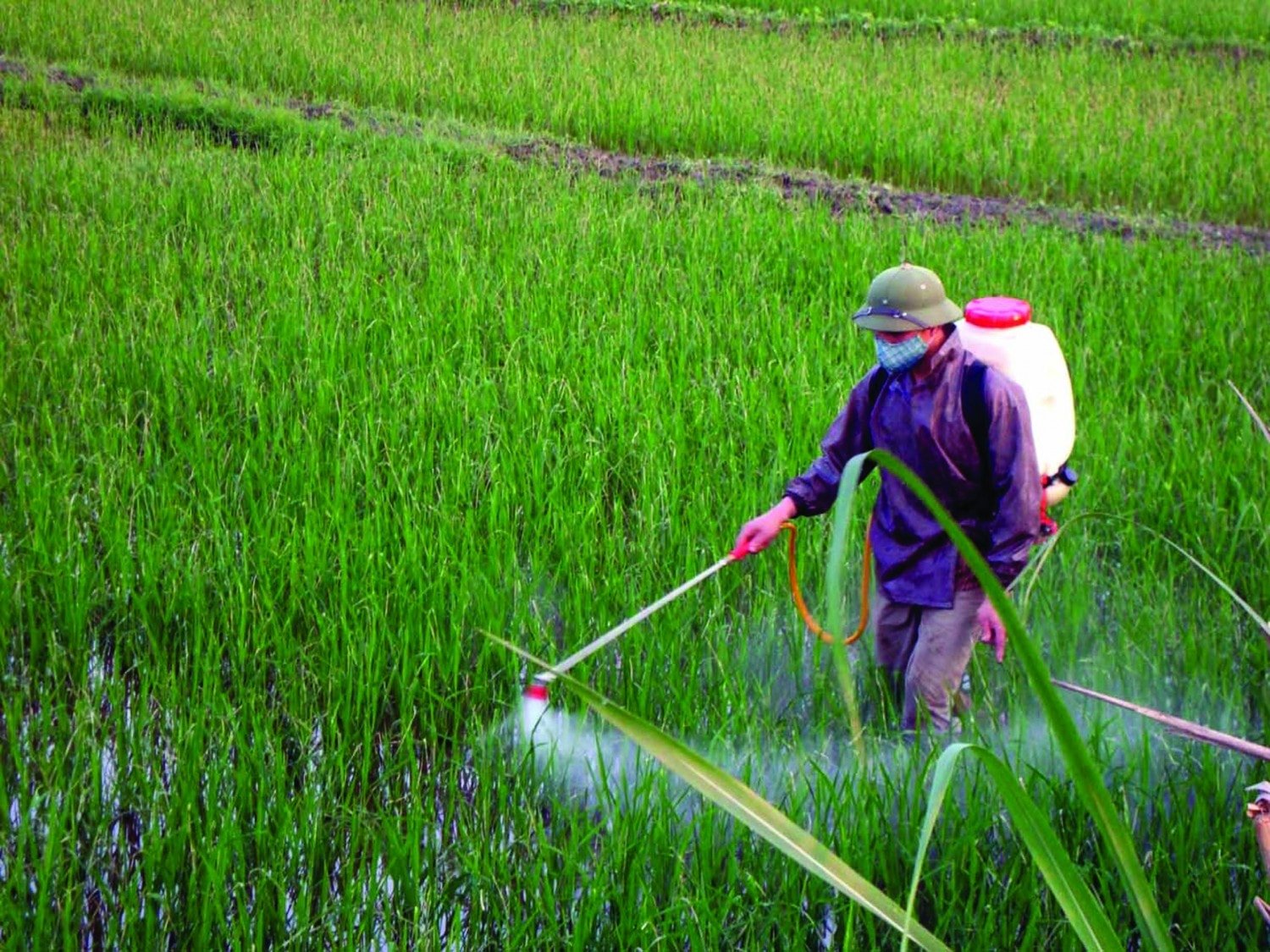 Giá phân bón ngày 12/5: Phân urê tăng mạnh