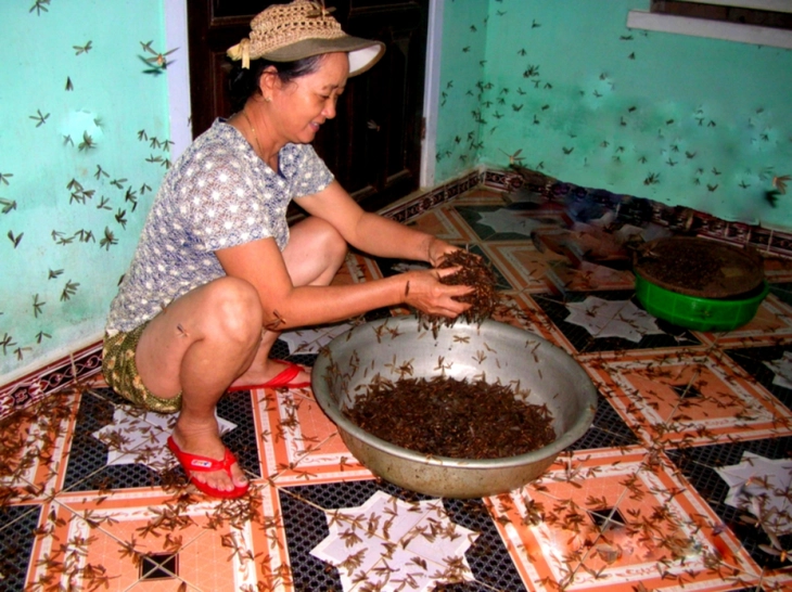mối - Ảnh 3.