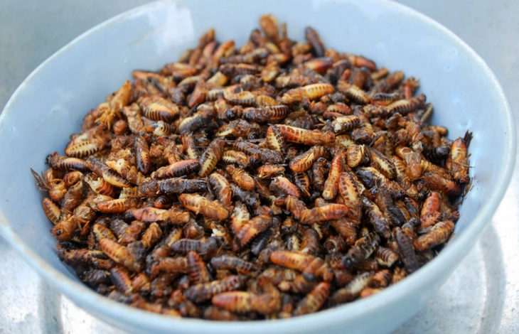 mối - Ảnh 5.