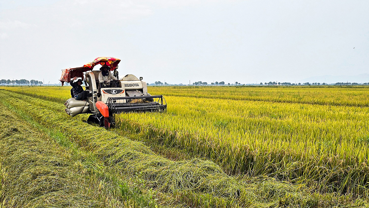 Lúa vụ đông xuân năng suất giảm, giá thấp