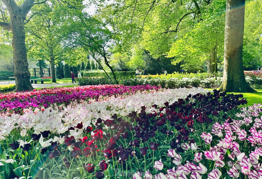 Mùa xuân vào khoảng tháng 4, tháng 5, Hà Lan khoác lên mình tấm áo rực rỡ của hàng triệu đóa tulip vào mùa nở rộ, Amsterdam chính là cửa ngõ lý tưởng để bạn bắt đầu hành trình khám phá vẻ đẹp say đắm lòng người này.