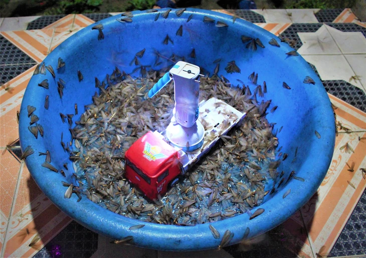 mối - Ảnh 2.