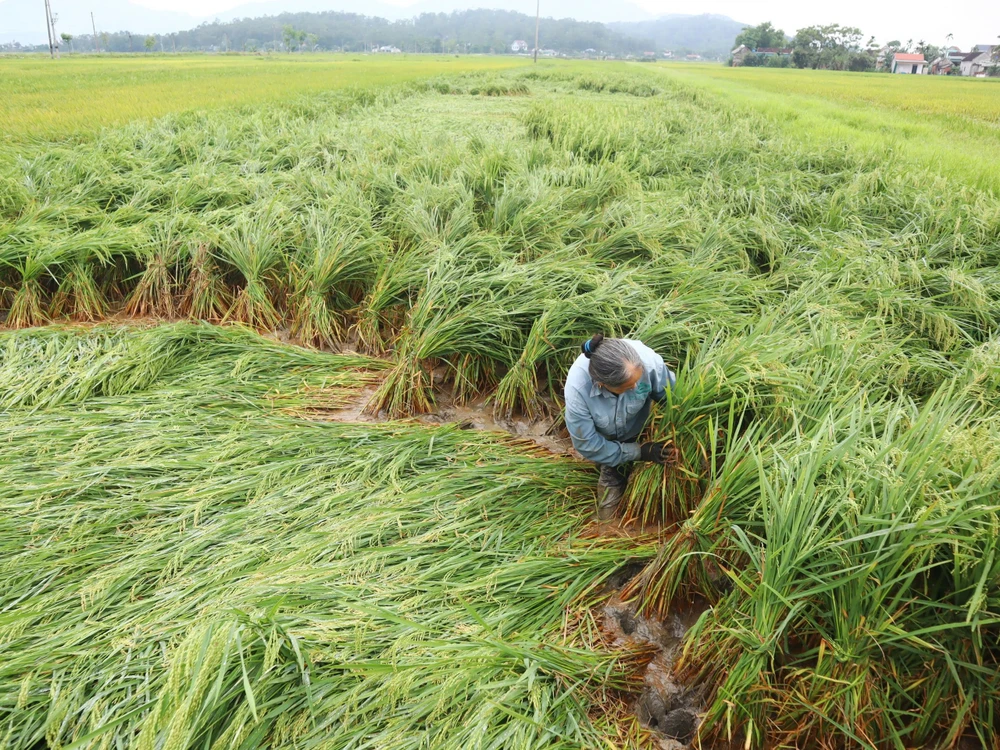 Người dân ở huyện Can Lộc (tỉnh Hà Tĩnh) buộc dựng lúa đổ ngã để giảm thiệt hại 
