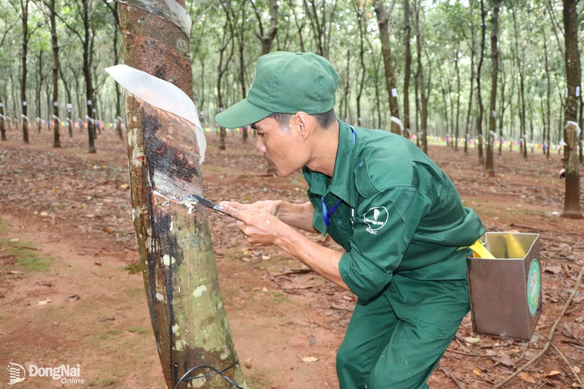 Khai thác mủ cao su tại Công ty