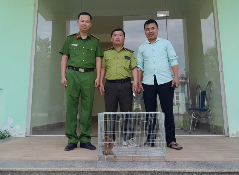 Cứu hộ nhiều cá thể động vật quý hiếm có tên trong Sách đỏ  -0