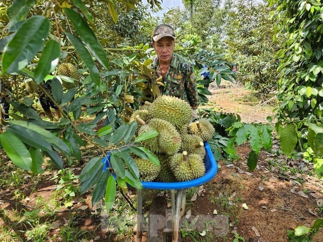Nông dân Tây Nguyên thu hoạch sầu riêng.