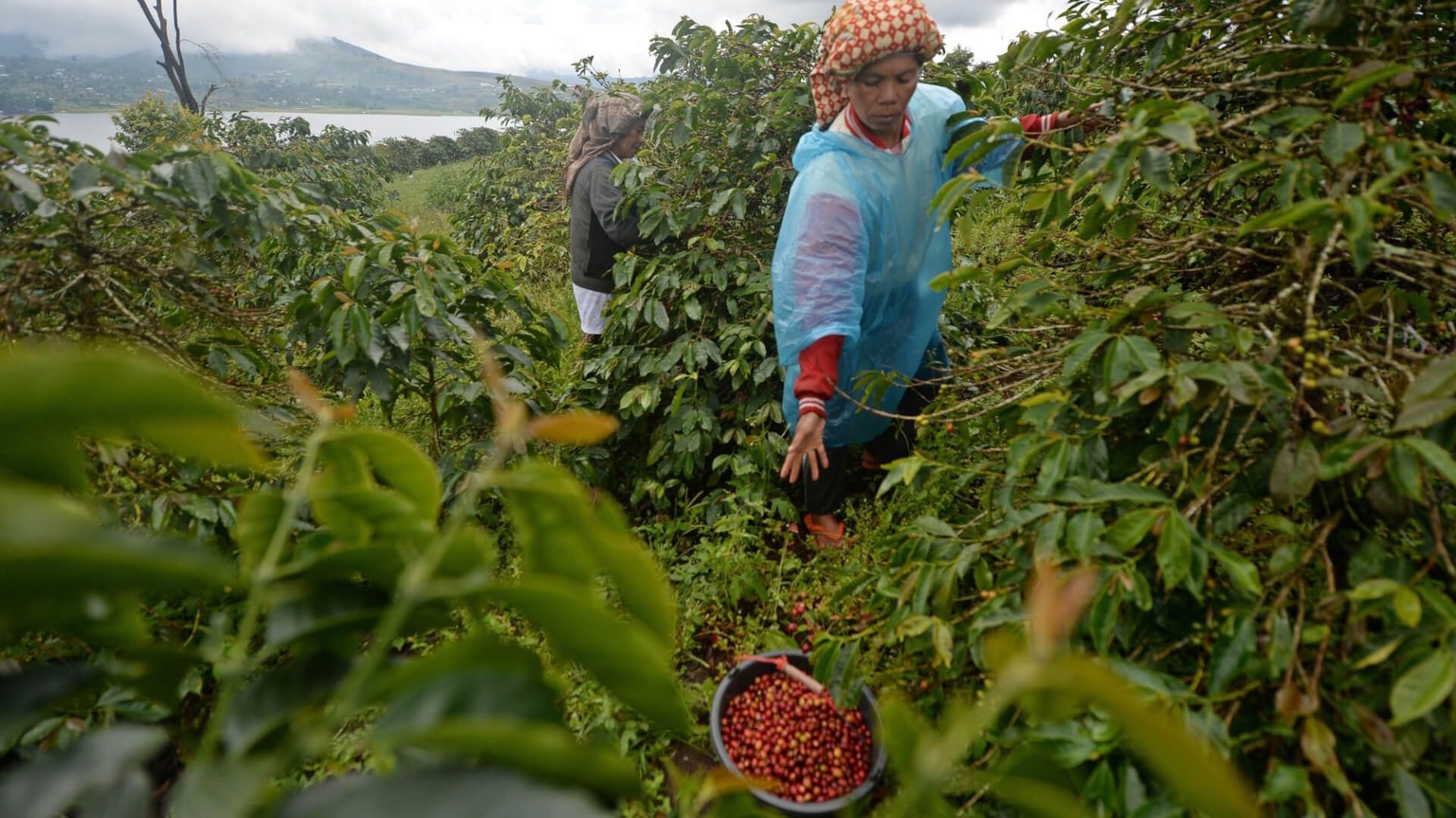 Giá cà phê hôm nay 13/5/2025: Tiếp tục giảm nhẹ